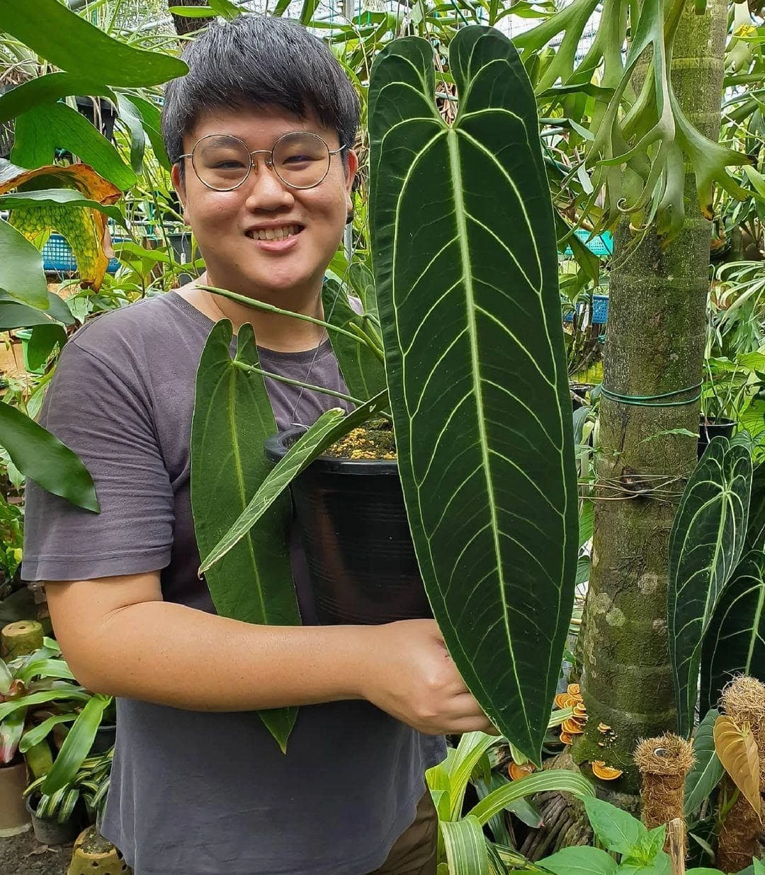 Vegan Pokok.Asia