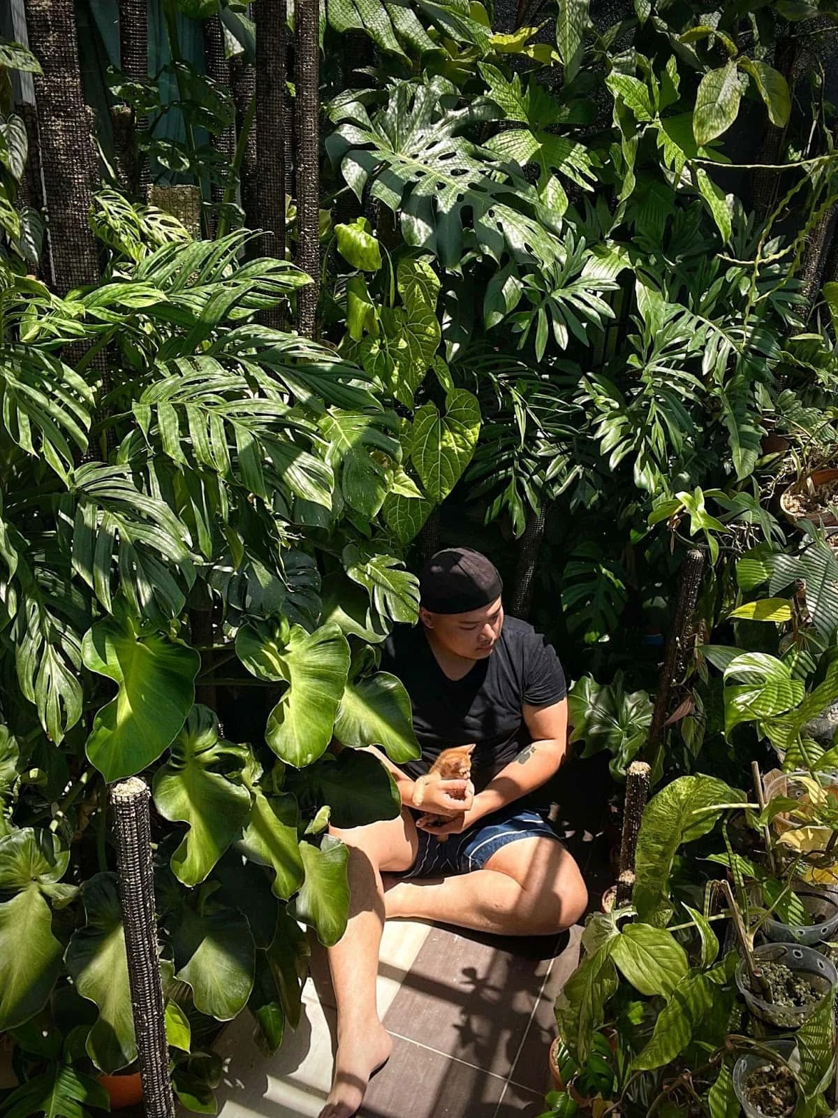 Plant Pokok.Asia