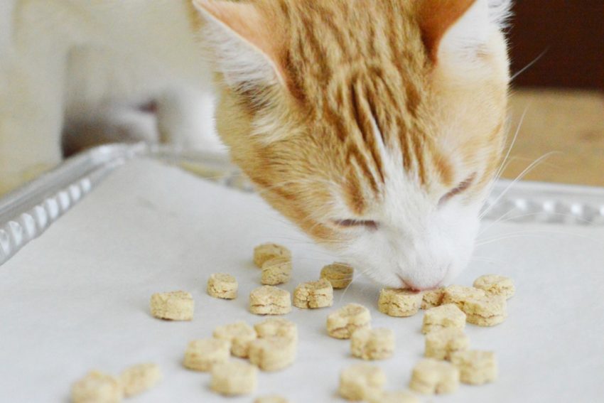 DIY Treats For Your Cats Too! (Part 2)