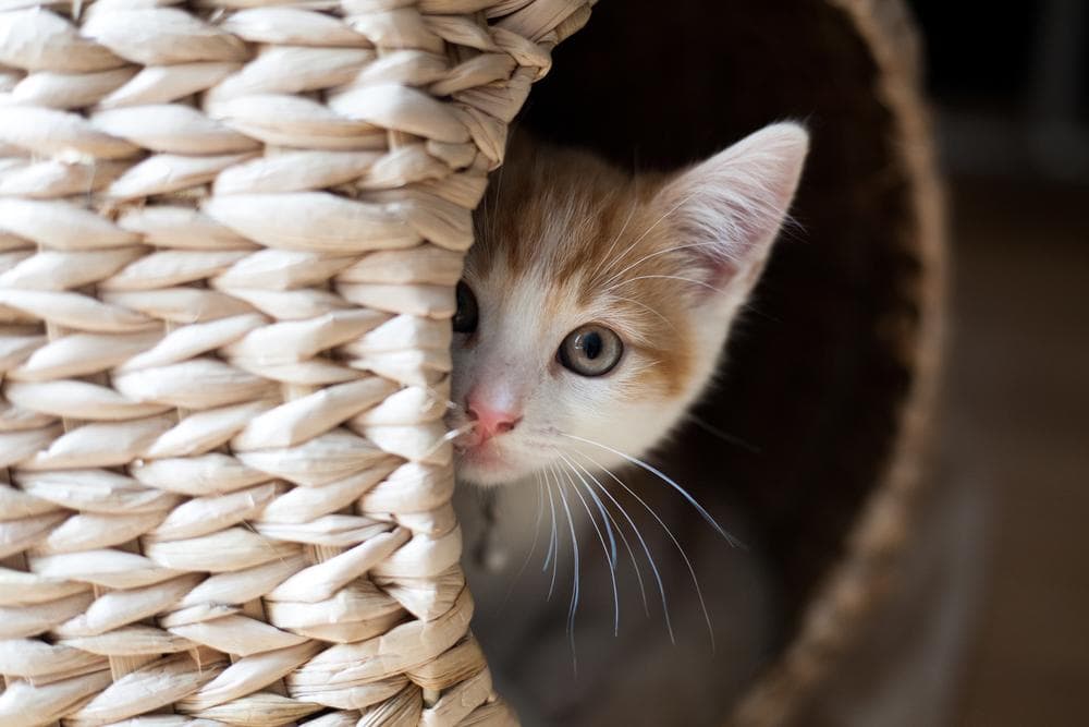 Why are your newly adopted cats so afraid?