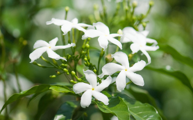 plant Pokok.Asia