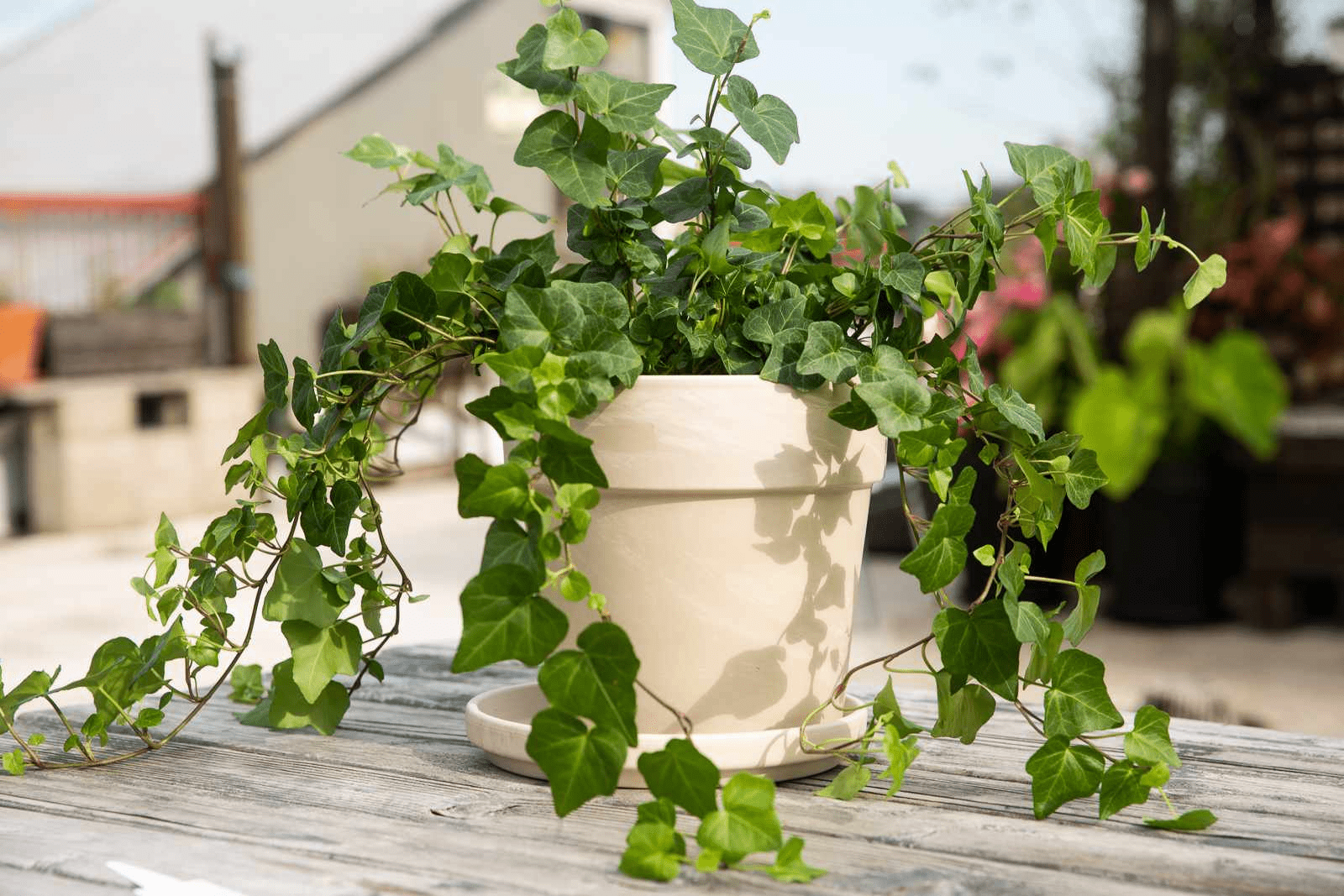 English Ivy makes a lovely house plant with beautiful, dark green leaves. Source: The Spruce.