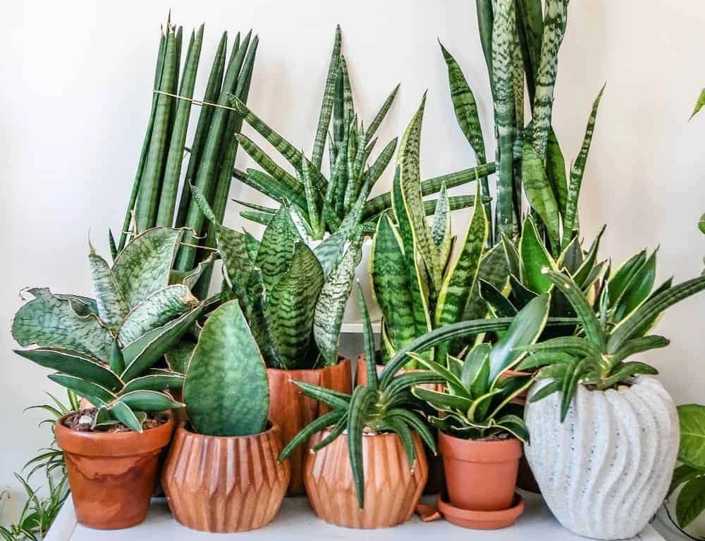 Snake plants are visually appealing, easy to care for and require little watering. Source: House Plant Central