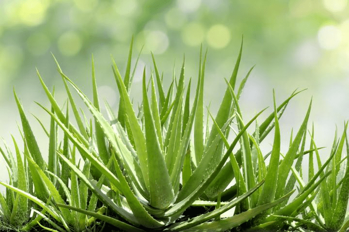 You definitely had us at ‘aloe’—source: The Old Farmer’s Almanac.