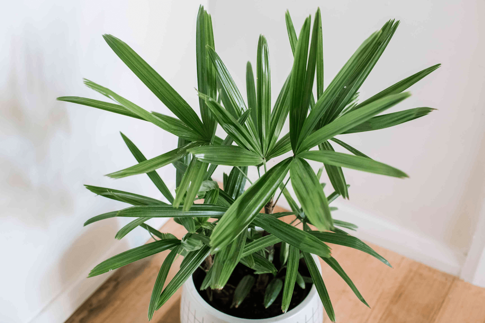 Lady palms require low maintenance, adapt well to different soils and can survive in low light. Source: The Spruce.
