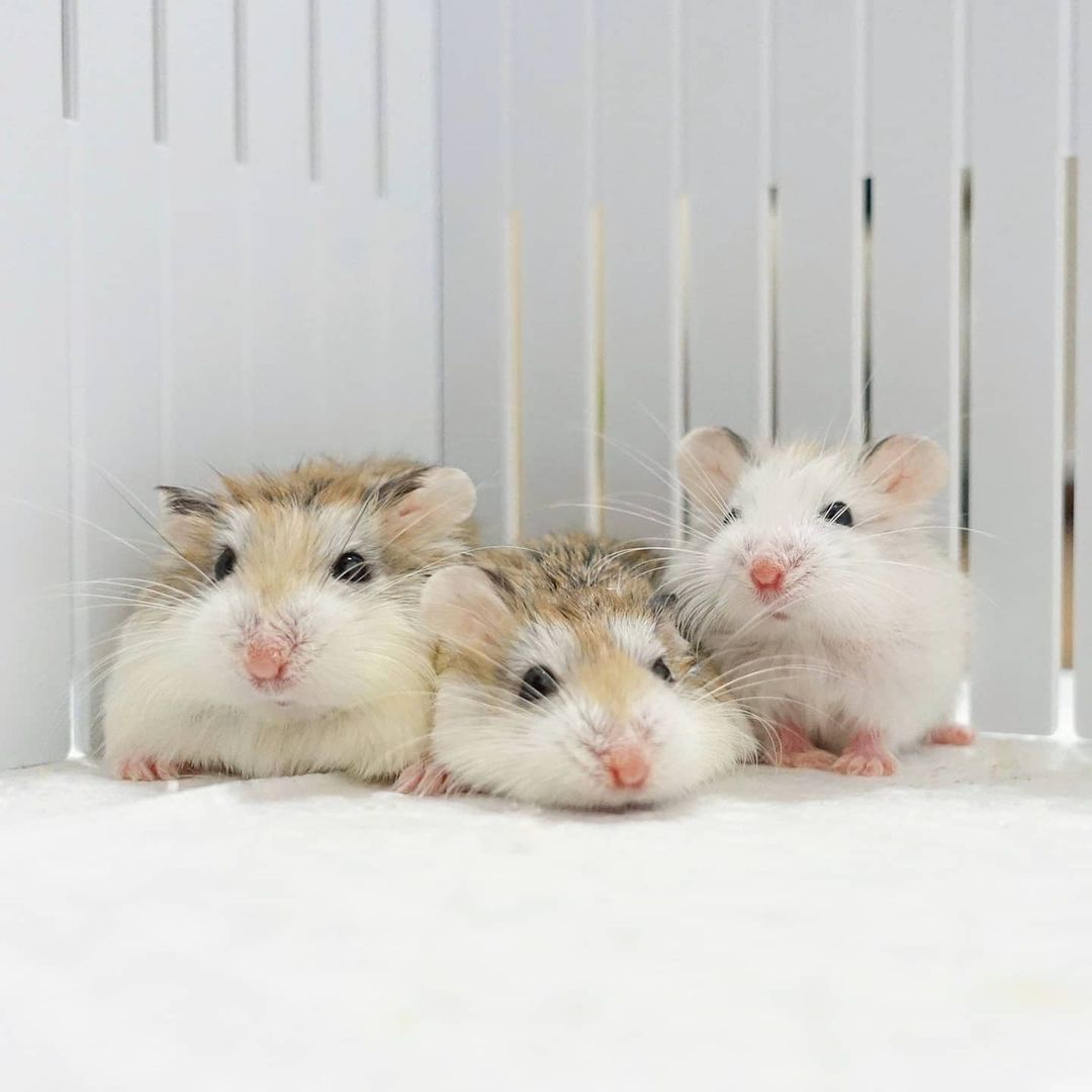 Living and Growing pet