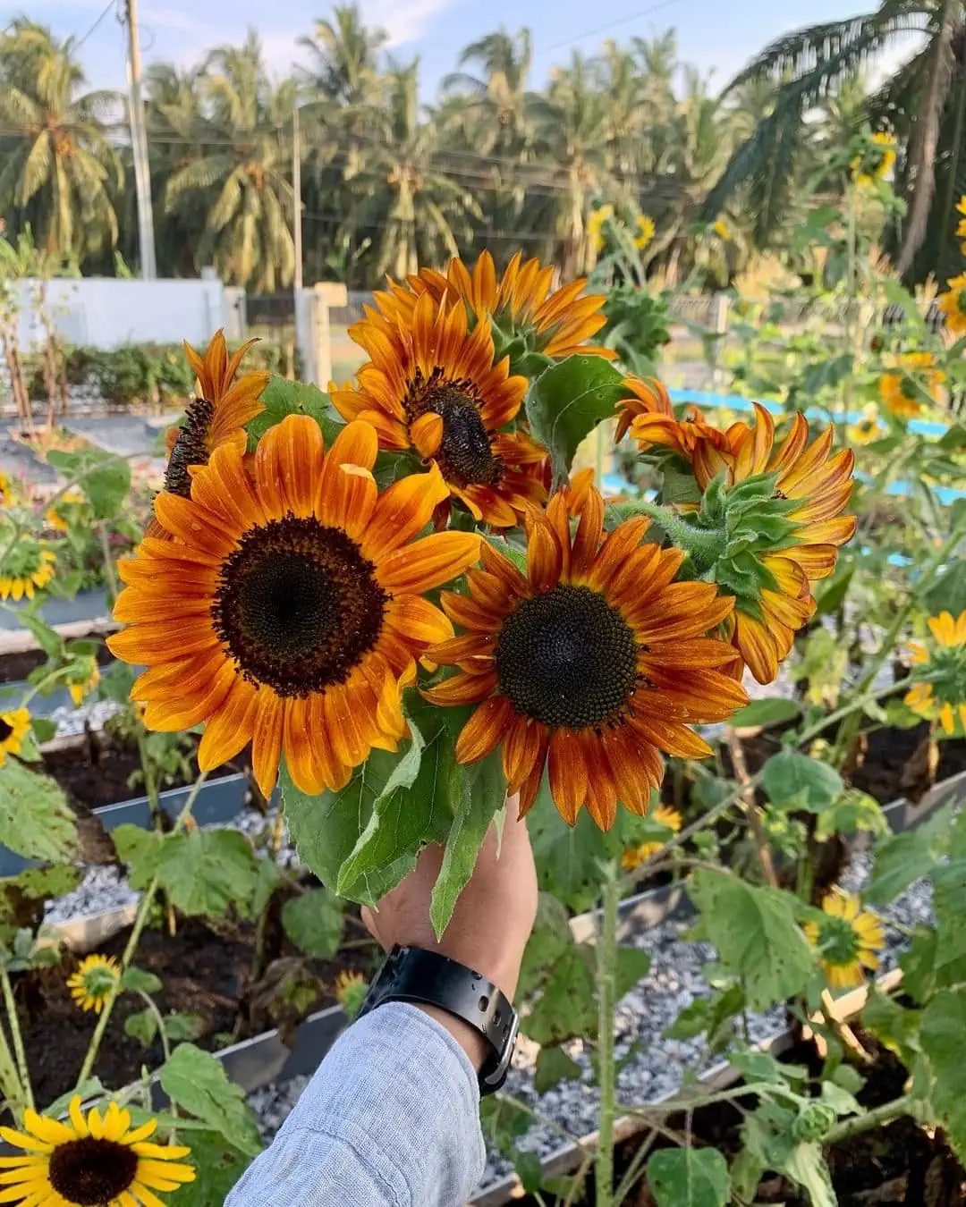 gardening Pokok.Asia