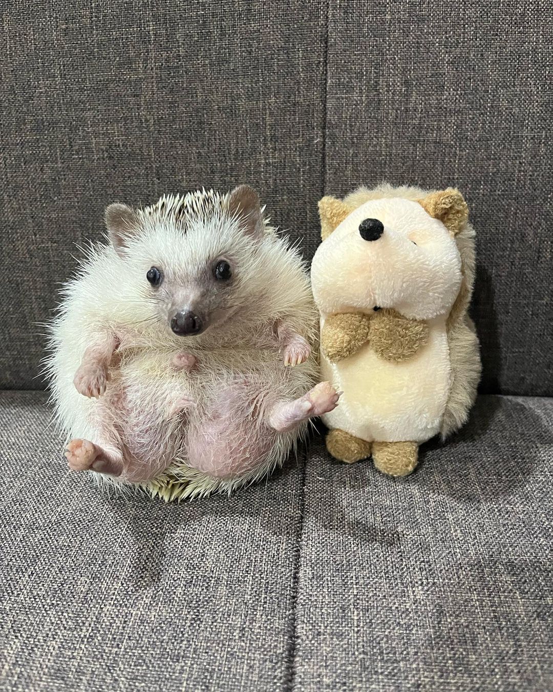 Living and Growing pet