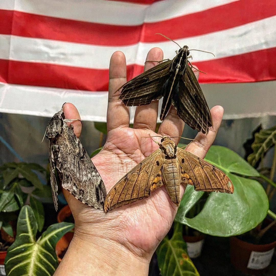 Living and Growing pet