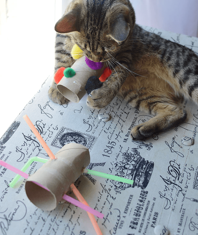 Homemade toilet paper roll cat outlet toy