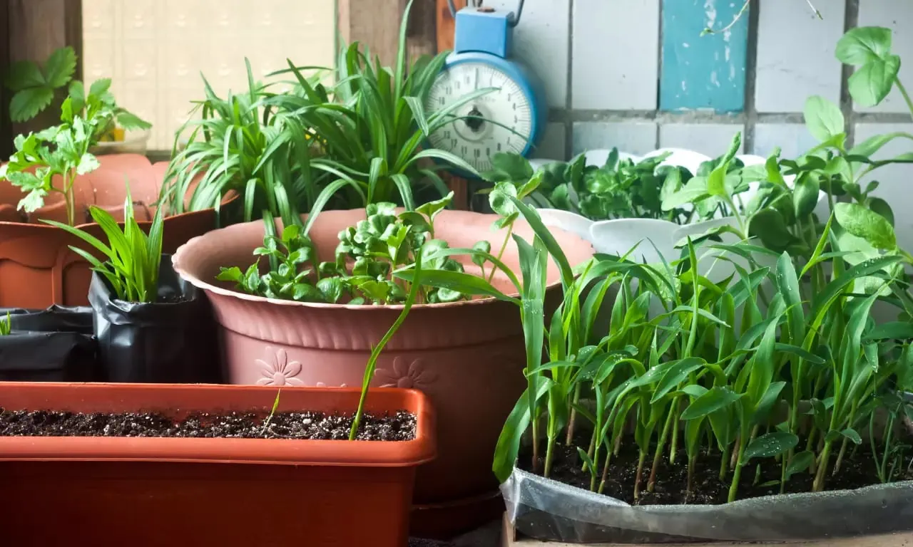 garden Pokok.Asia