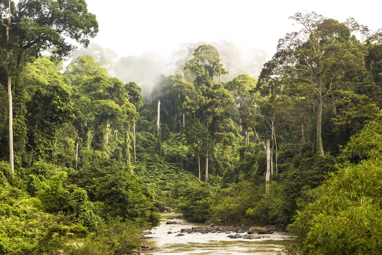 Jotun Pokok.Asia