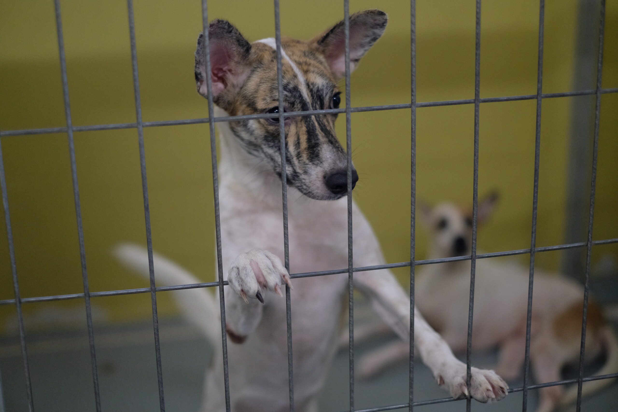 Living and Growing rescue Pokok.Asia