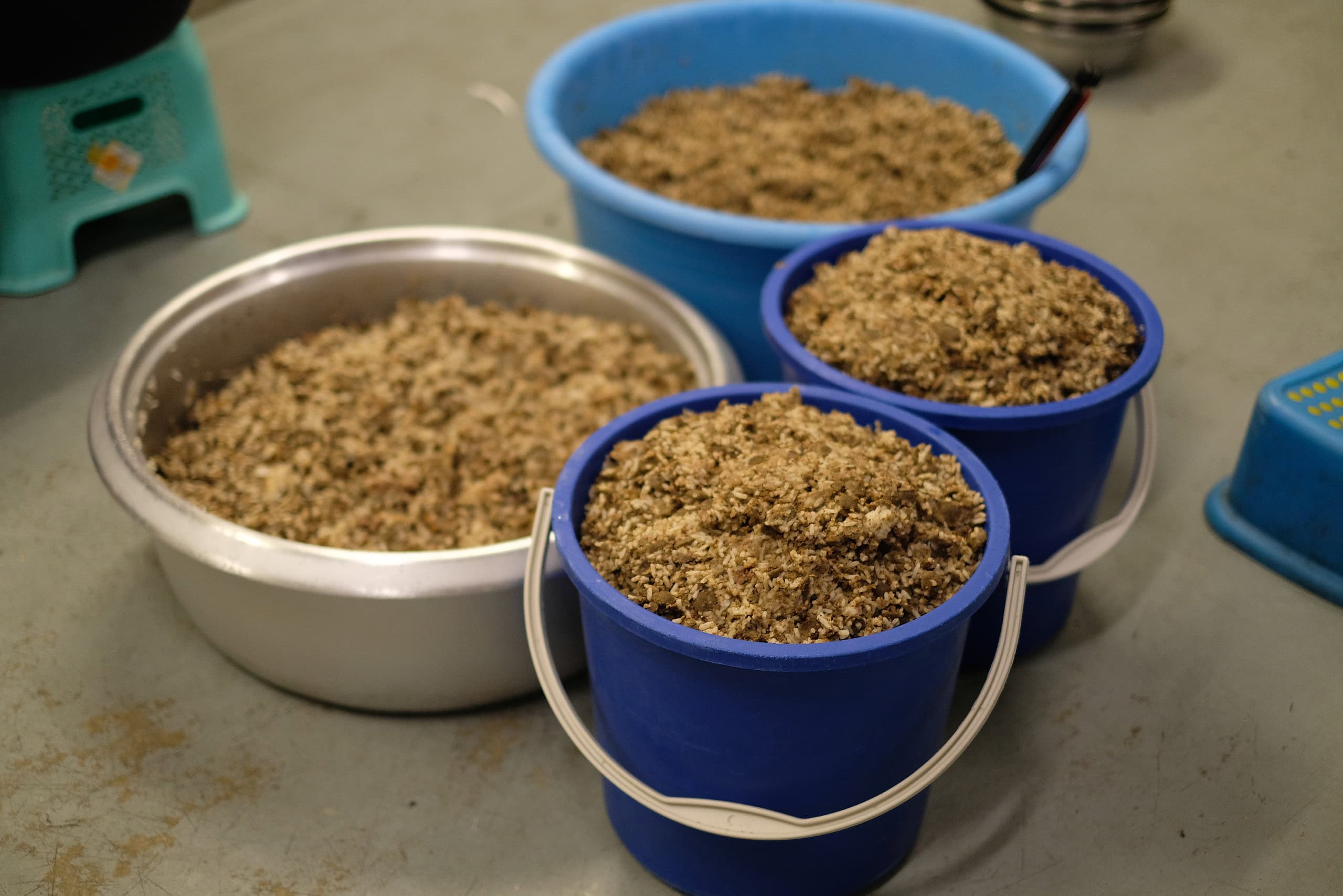 Living and Growing rescue Pokok.Asia