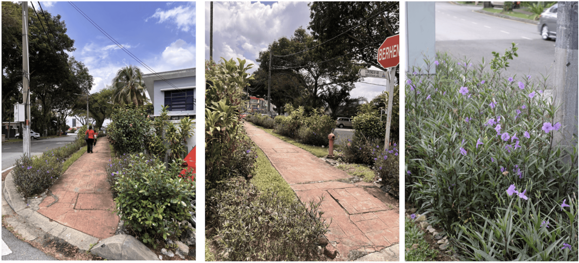 Living and Growing World Pokok.Asia