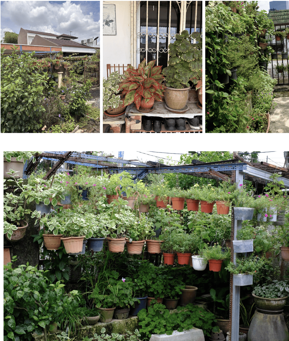 Living and Growing World Pokok.Asia